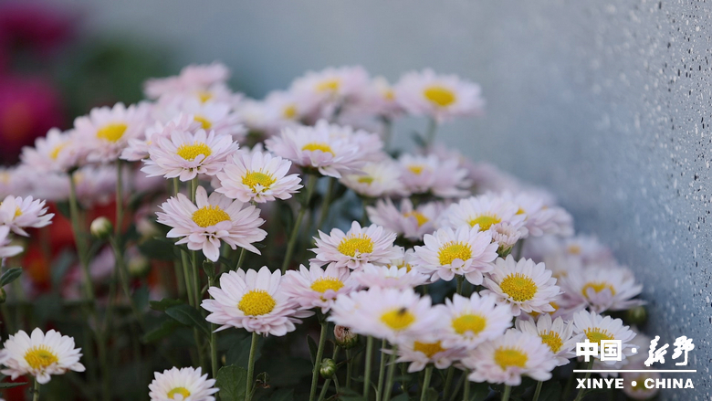 古城新野万菊绽放，每一帧画面都是“享美好生活”的模样