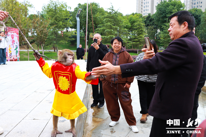 古城新野万菊绽放，每一帧画面都是“享美好生活”的模样