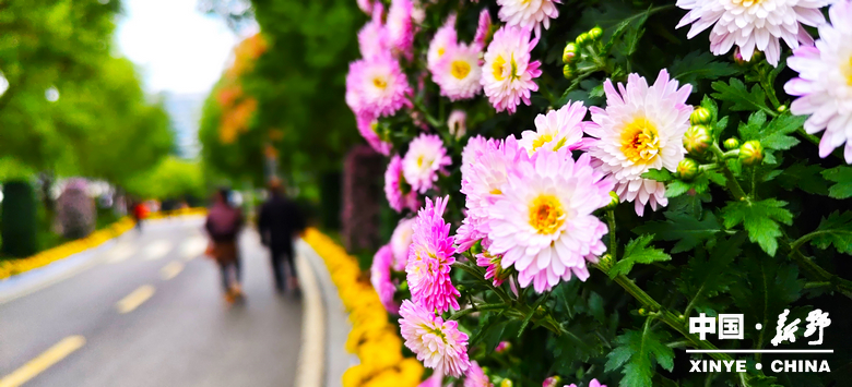 古城新野万菊绽放，每一帧画面都是“享美好生活”的模样