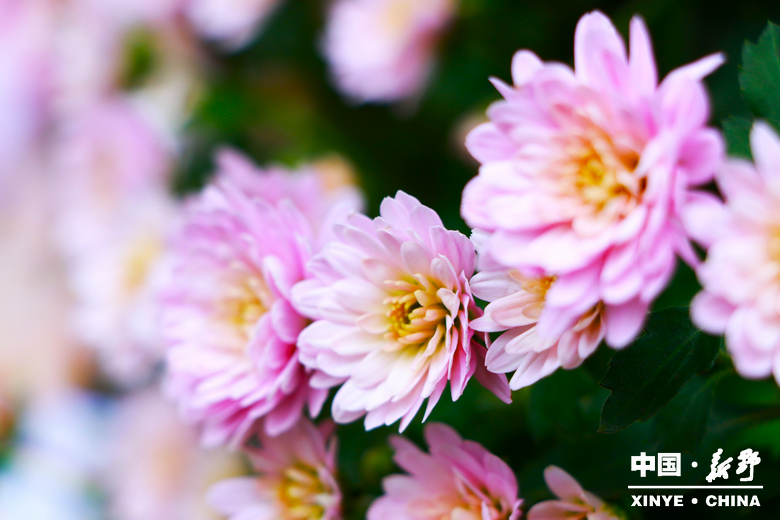 古城新野万菊绽放，每一帧画面都是“享美好生活”的模样