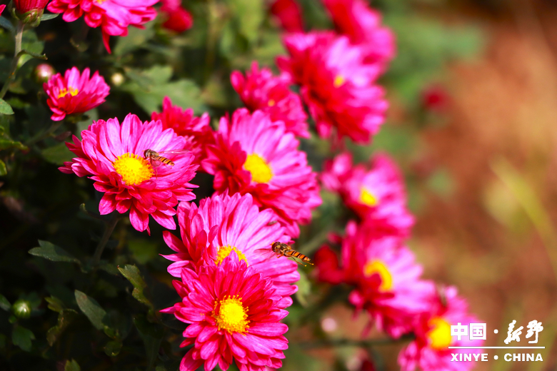 古城新野万菊绽放，每一帧画面都是“享美好生活”的模样