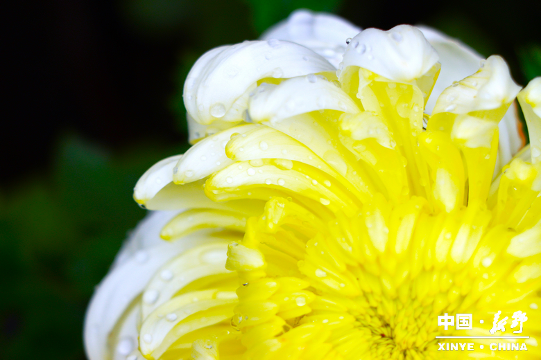 古城新野万菊绽放，每一帧画面都是“享美好生活”的模样