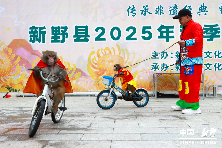 古城新野万菊绽放，每一帧画面都是“享美好生活”的模样