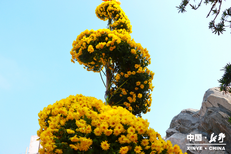 古城新野万菊绽放，每一帧画面都是“享美好生活”的模样