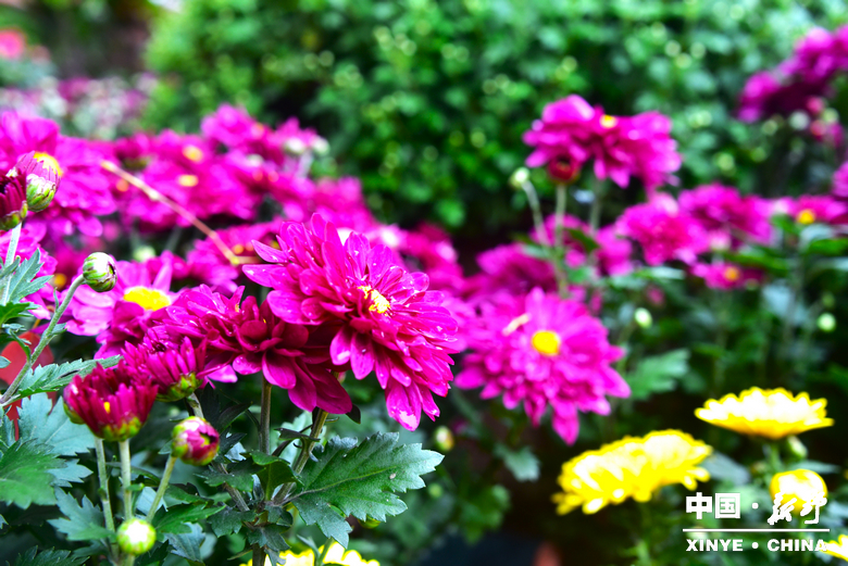 古城新野万菊绽放，每一帧画面都是“享美好生活”的模样