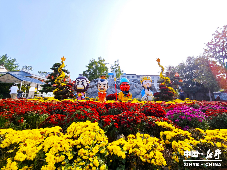 古城新野万菊绽放，每一帧画面都是“享美好生活”的模样