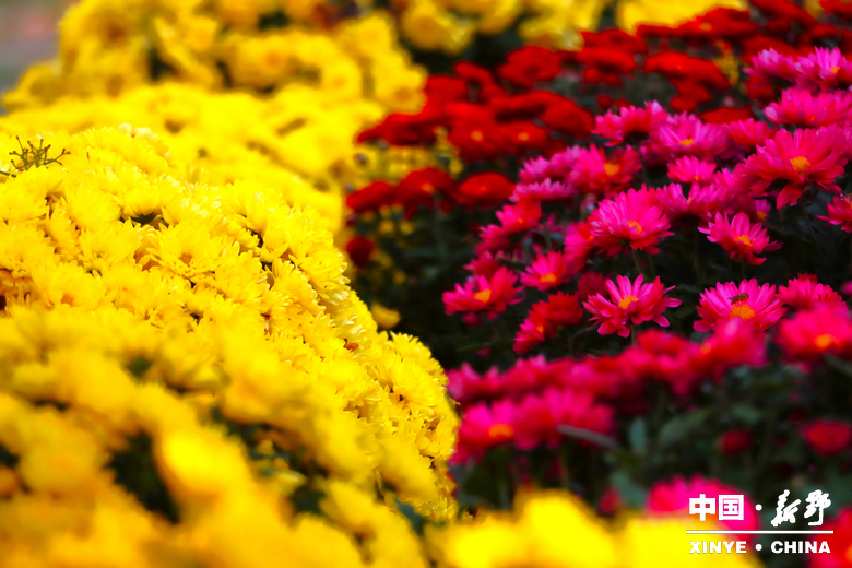 古城新野万菊绽放，每一帧画面都是“享美好生活”的模样
