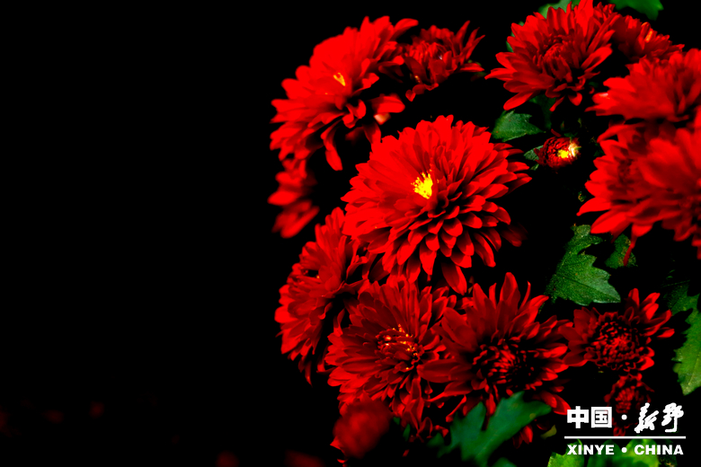 古城新野万菊绽放，每一帧画面都是“享美好生活”的模样