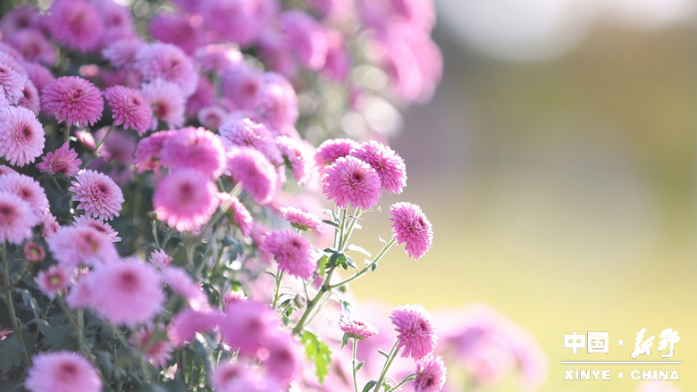 古城新野万菊绽放，每一帧画面都是“享美好生活”的模样