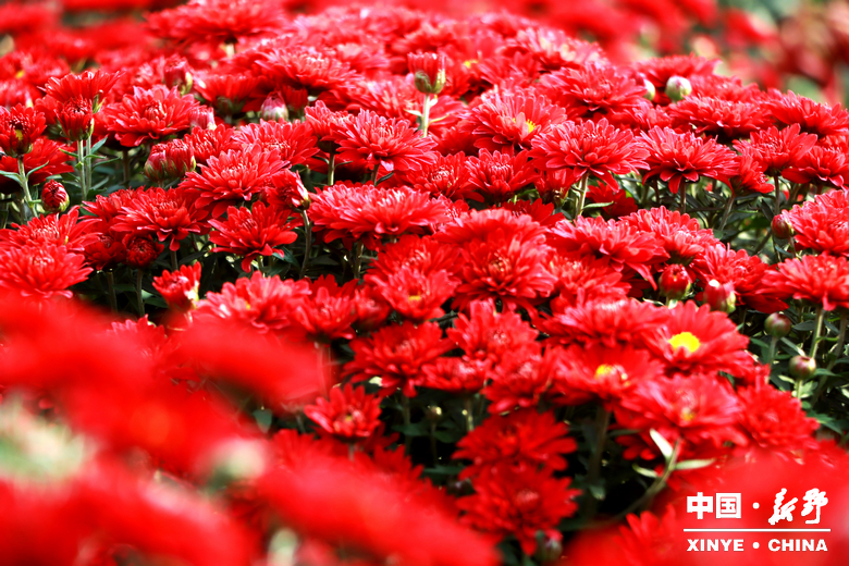 古城新野万菊绽放，每一帧画面都是“享美好生活”的模样