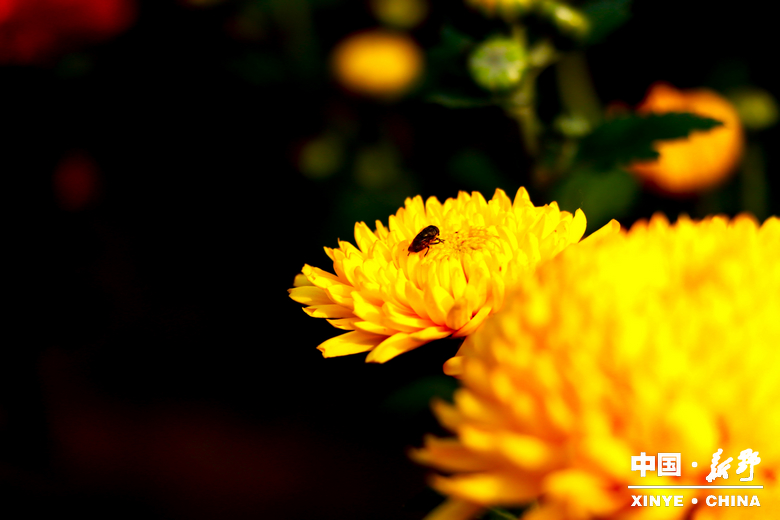 古城新野万菊绽放，每一帧画面都是“享美好生活”的模样