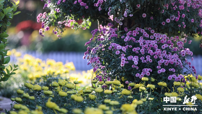 古城新野万菊绽放，每一帧画面都是“享美好生活”的模样
