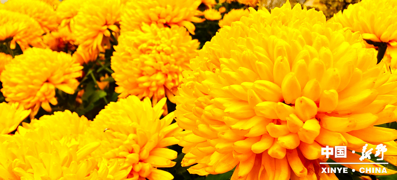 古城新野万菊绽放，每一帧画面都是“享美好生活”的模样