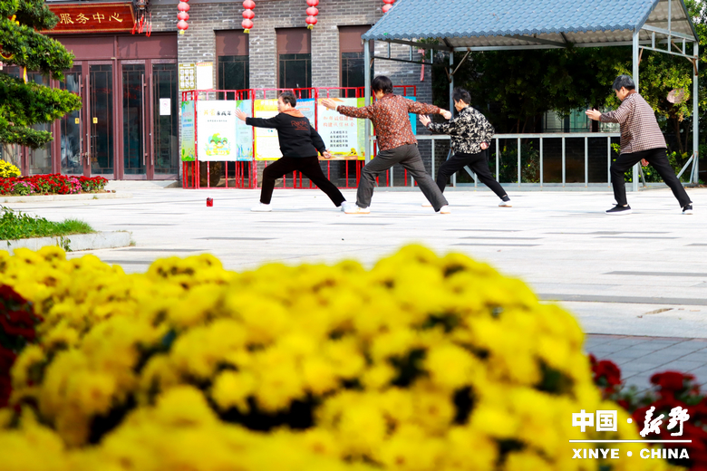 古城新野万菊绽放，每一帧画面都是“享美好生活”的模样