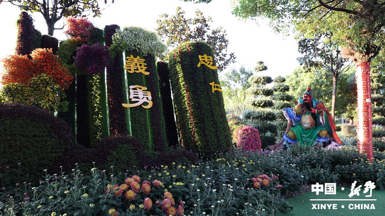 古城新野万菊绽放，每一帧画面都是“享美好生活”的模样