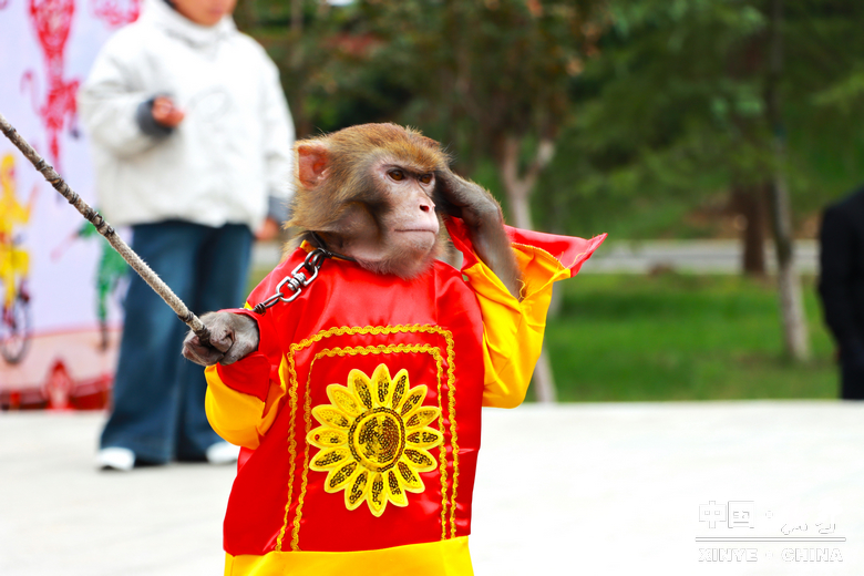 古城新野万菊绽放，每一帧画面都是“享美好生活”的模样