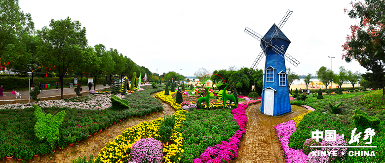 古城新野万菊绽放，每一帧画面都是“享美好生活”的模样