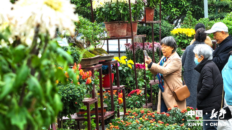 古城新野万菊绽放，每一帧画面都是“享美好生活”的模样