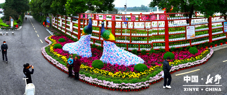 古城新野万菊绽放，每一帧画面都是“享美好生活”的模样