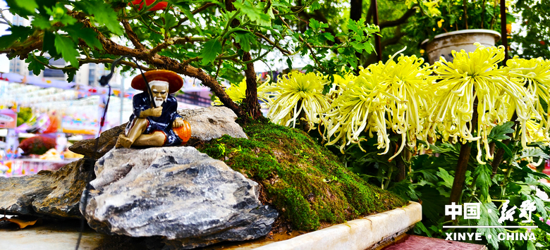 古城新野万菊绽放，每一帧画面都是“享美好生活”的模样