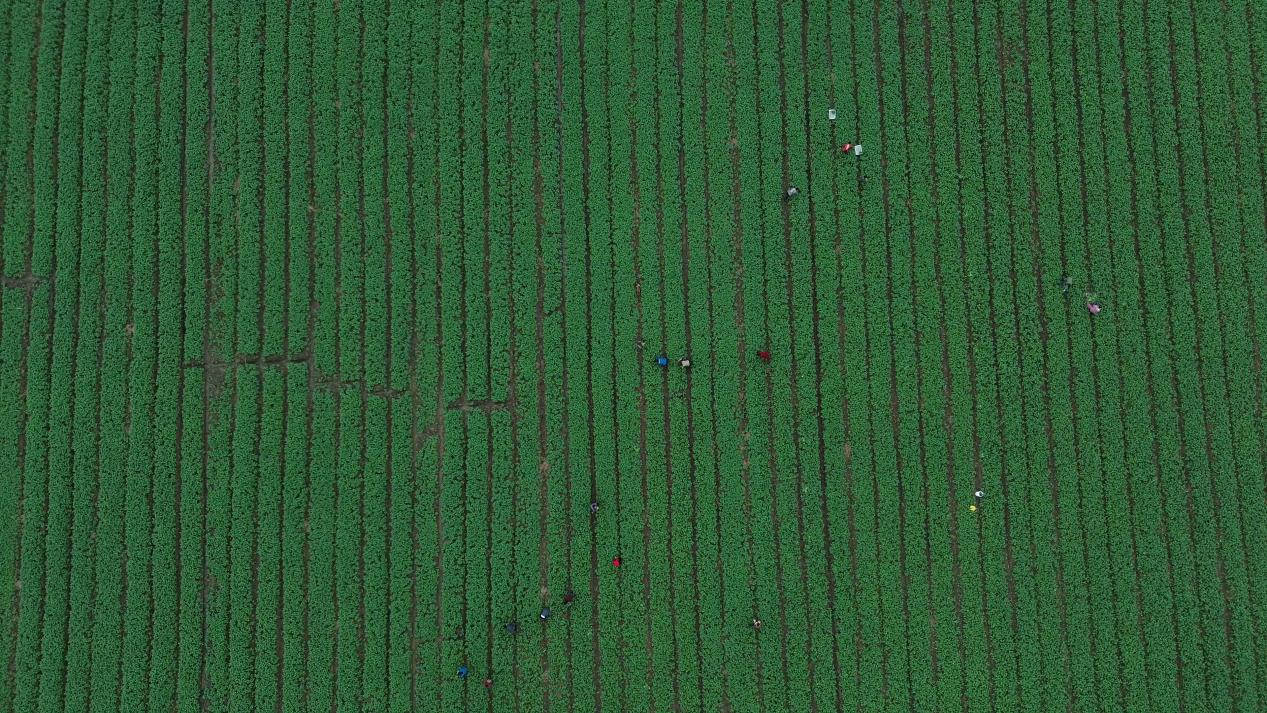 桥头镇蔬菜基地获准供应第十五届全运会运动员食材