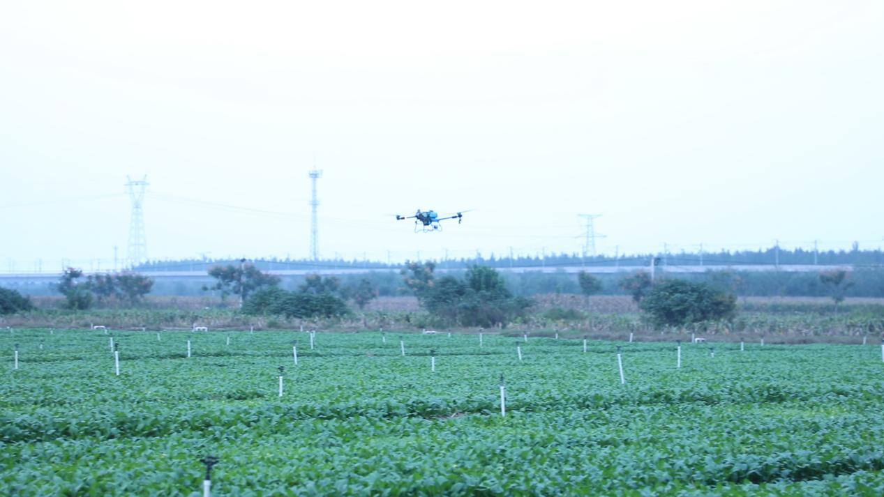 桥头镇蔬菜基地获准供应第十五届全运会运动员食材