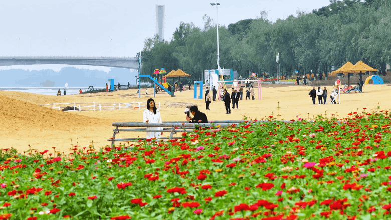 古城新野万菊绽放，每一帧画面都是“享美好生活”的模样