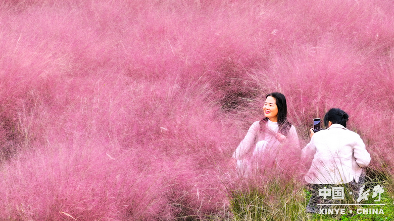 古城新野万菊绽放，每一帧画面都是“享美好生活”的模样