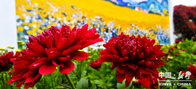 古城新野万菊绽放，每一帧画面都是“享美好生活”的模样