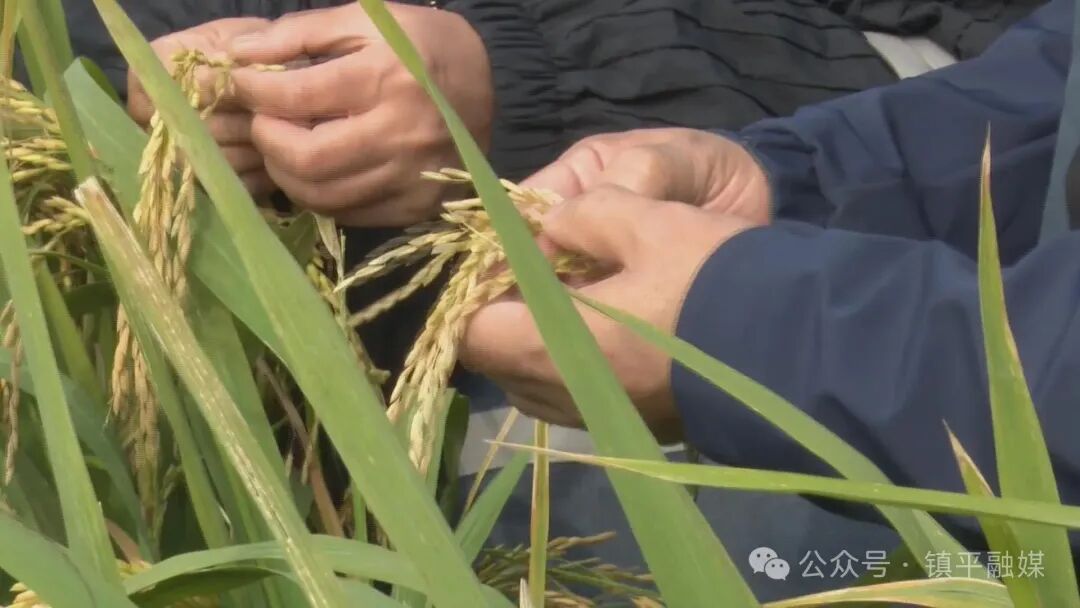 打造枢纽经济先行区丨镇平:节水抗旱稻种植为农业高质量发展注入“新引擎”