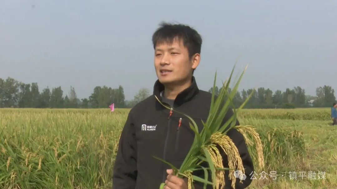 打造枢纽经济先行区丨镇平:节水抗旱稻种植为农业高质量发展注入“新引擎” 打造枢纽经济先行区丨镇平:节水抗旱稻种植为农业高质量发展注入“新引擎”