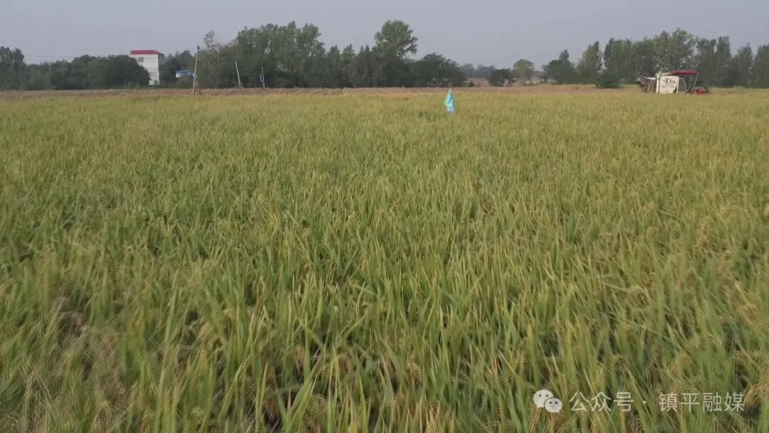 打造枢纽经济先行区丨镇平:节水抗旱稻种植为农业高质量发展注入“新引擎” 打造枢纽经济先行区丨镇平:节水抗旱稻种植为农业高质量发展注入“新引擎”