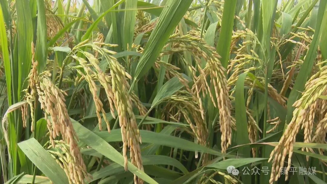 打造枢纽经济先行区丨镇平:节水抗旱稻种植为农业高质量发展注入“新引擎”