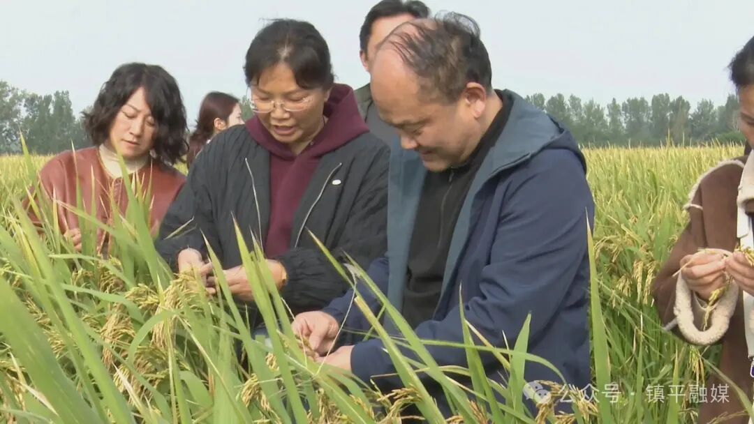 打造枢纽经济先行区丨镇平:节水抗旱稻种植为农业高质量发展注入“新引擎”