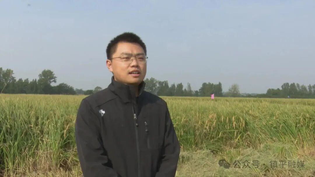 打造枢纽经济先行区丨镇平:节水抗旱稻种植为农业高质量发展注入“新引擎” 打造枢纽经济先行区丨镇平:节水抗旱稻种植为农业高质量发展注入“新引擎”