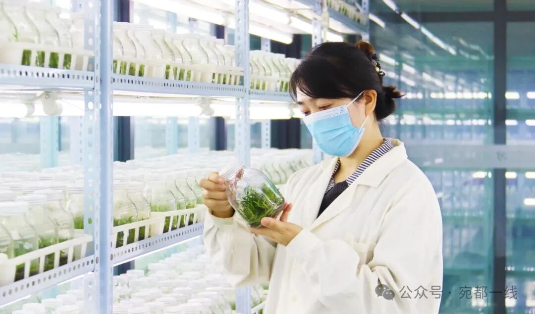 河南省南阳市南召县推进“林+N”特色产业经营模式完善中药材产品供应平台