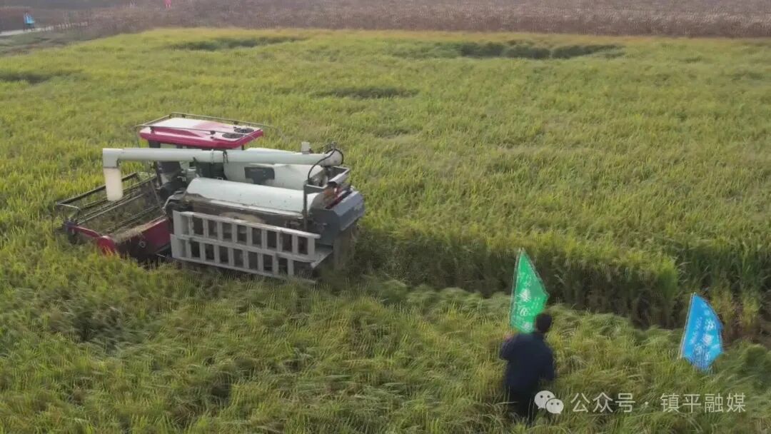 打造枢纽经济先行区丨镇平:节水抗旱稻种植为农业高质量发展注入“新引擎”