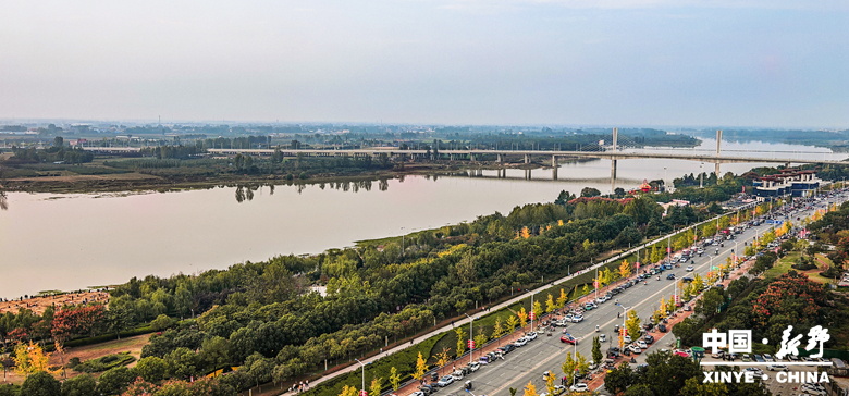 古城新野万菊绽放，每一帧画面都是“享美好生活”的模样