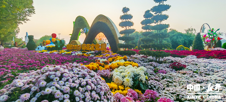 古城新野万菊绽放，每一帧画面都是“享美好生活”的模样