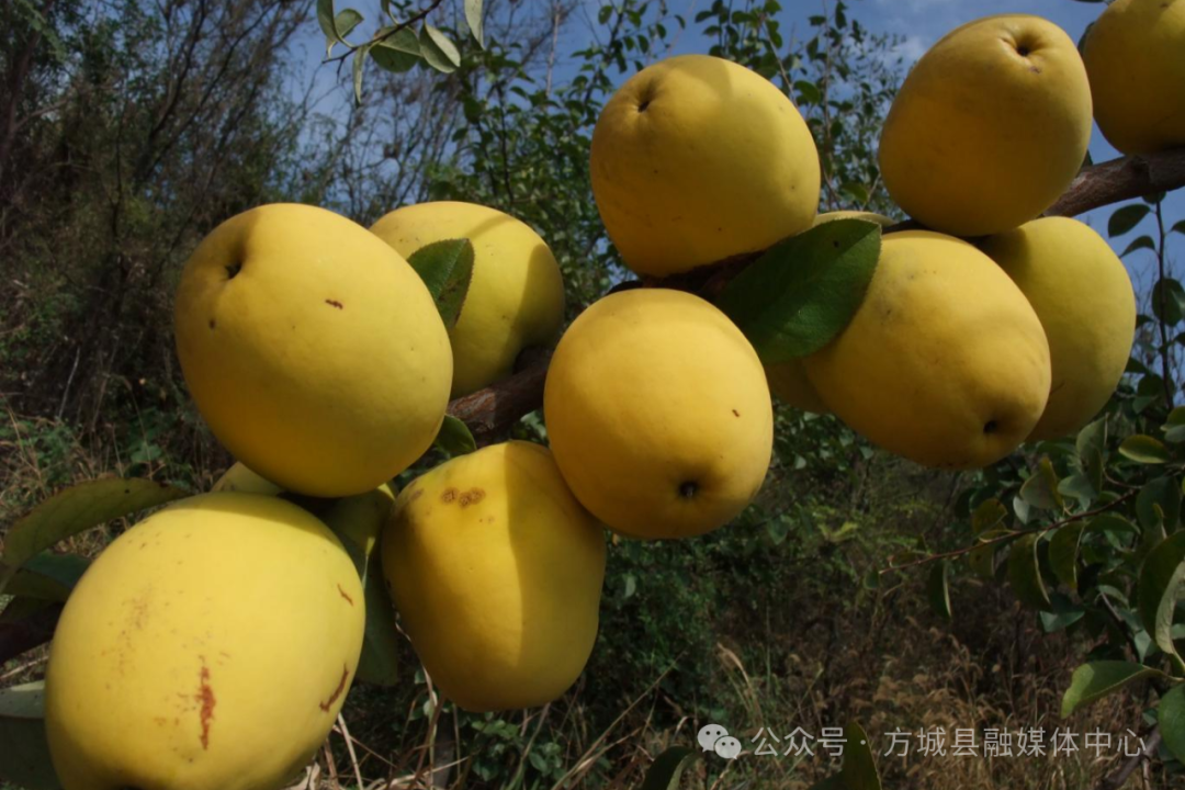 河南方城：木瓜喜获丰收 特色产业激活乡村振兴新动能