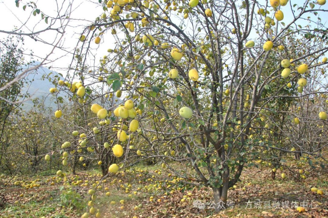 河南方城：木瓜喜获丰收 特色产业激活乡村振兴新动能