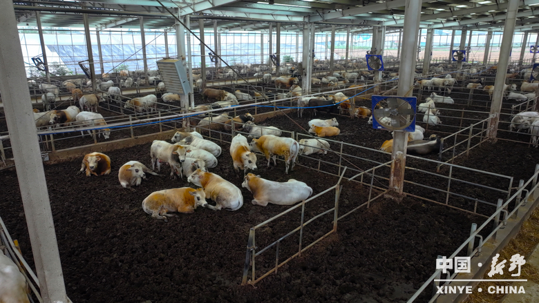 新野发展·实景绘卷——新甸铺镇