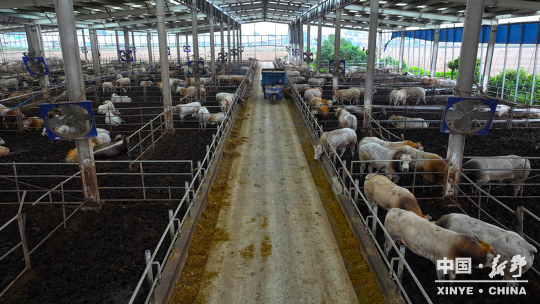 新野发展·实景绘卷——新甸铺镇