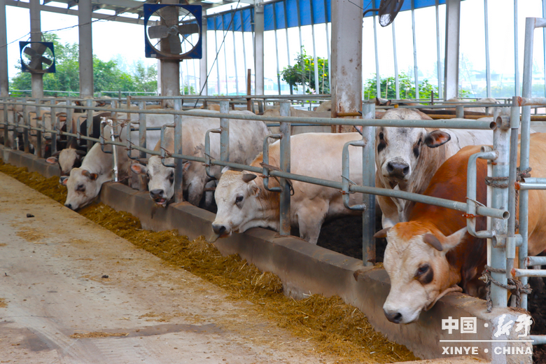 新野发展·实景绘卷——新甸铺镇