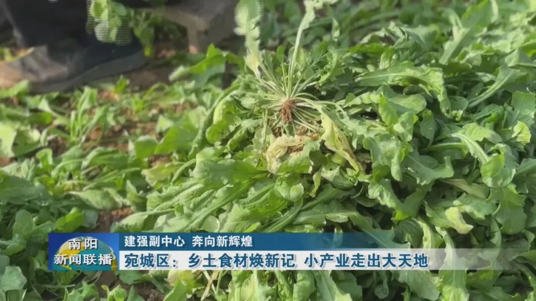 宛城区：乡土食材焕新记 小产业走出大天地