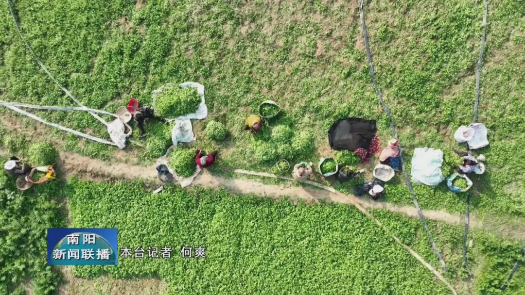 宛城区：乡土食材焕新记 小产业走出大天地