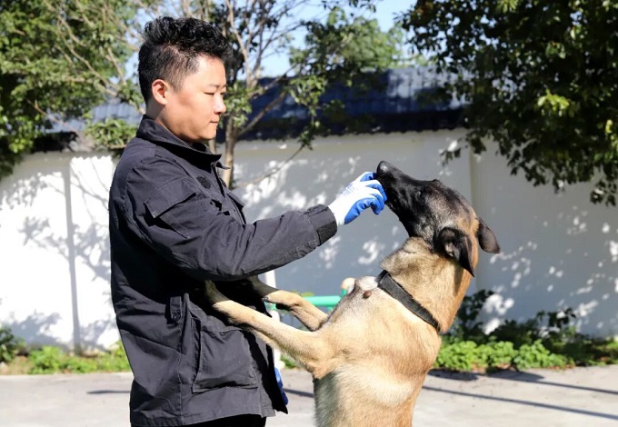 南阳“汪汪队”，不卖萌只守护