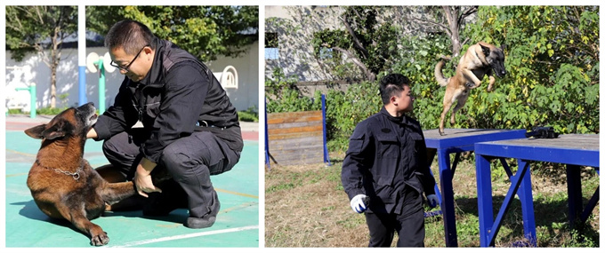 南阳“汪汪队”，不卖萌只守护