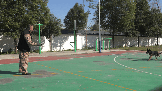 南阳“汪汪队”，不卖萌只守护