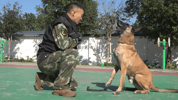 南阳“汪汪队”，不卖萌只守护